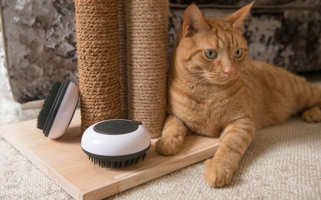 The BrushPod cat grooming kit on a wooden board with a ginger tabby cat resting nearby