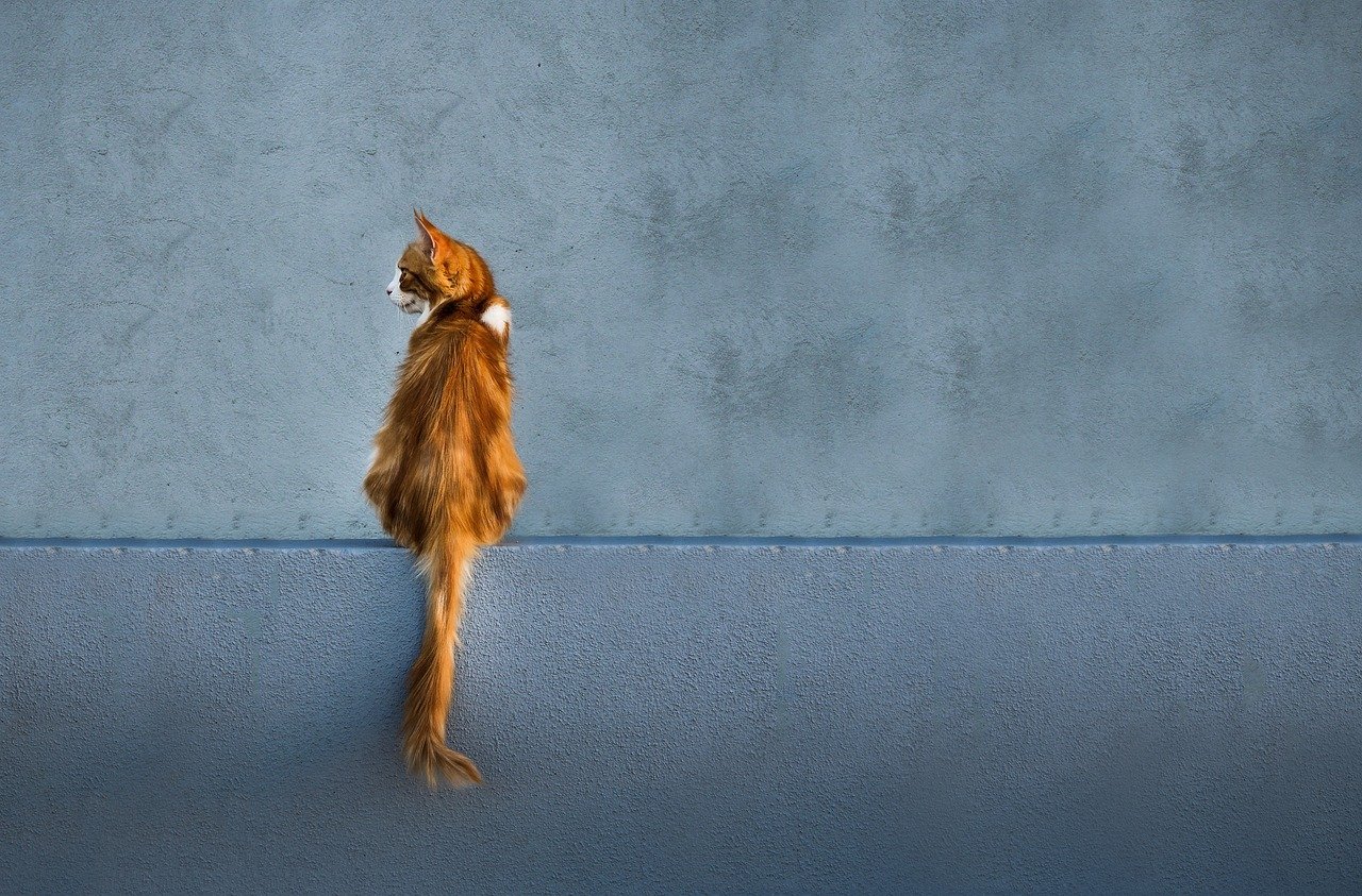 A ginger cat sitting on a ledge, looking off into the distance